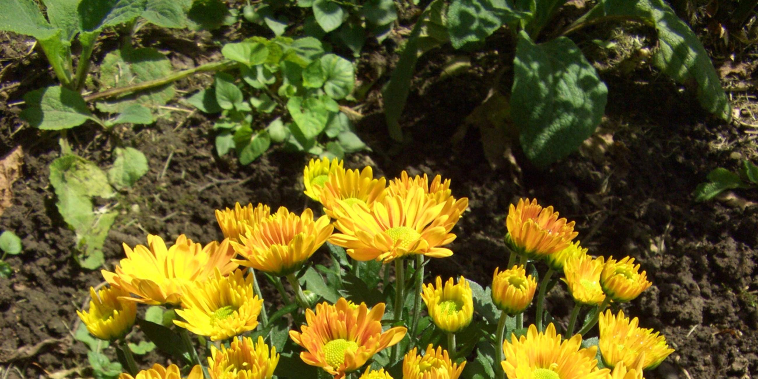 Herbst-Chrysanthemen
