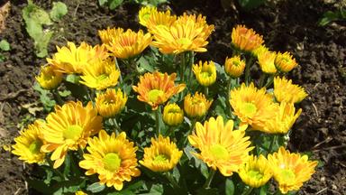 Herbst-Chrysanthemen