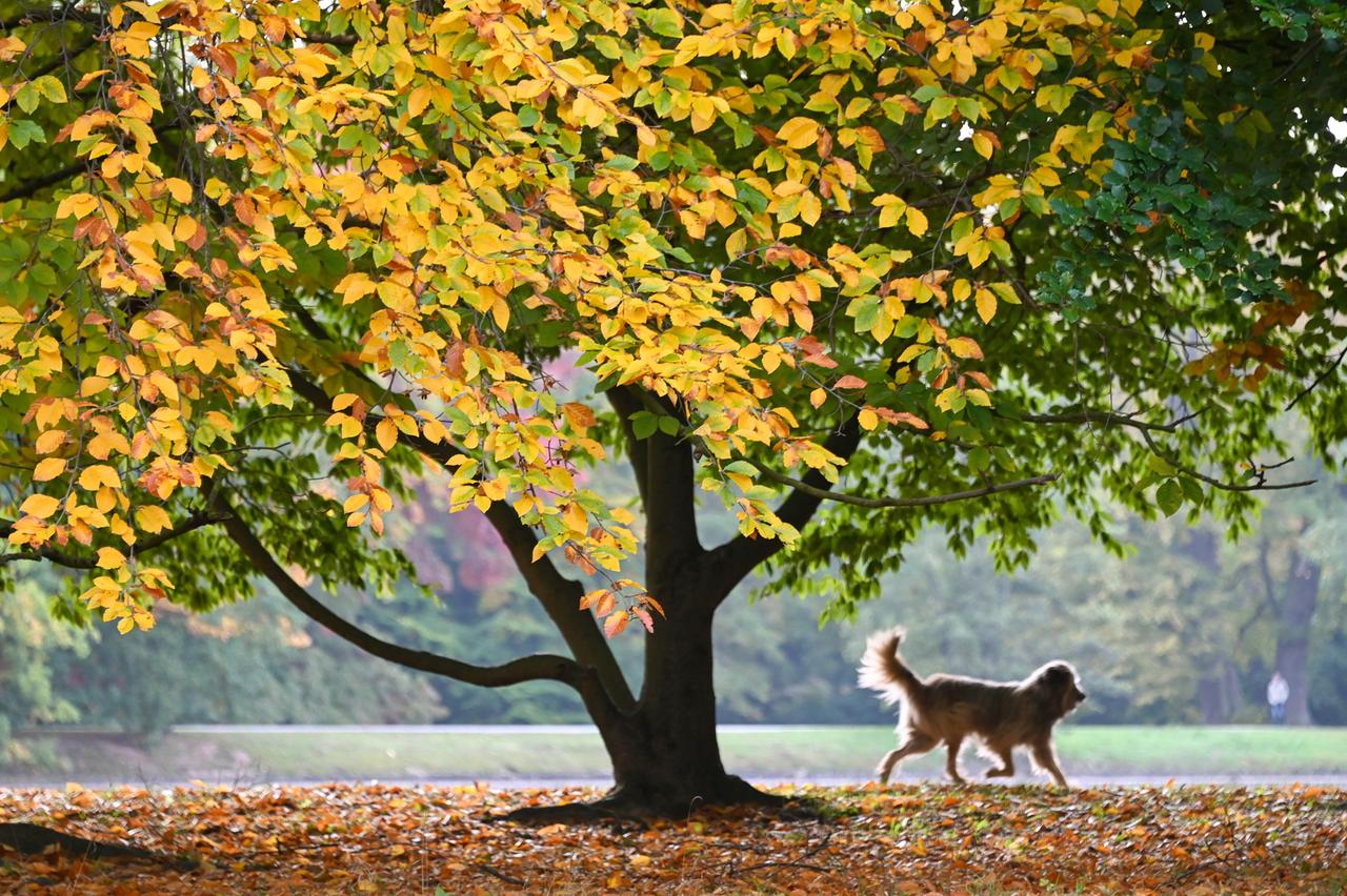 Ein Hund eilt seinem Herrchen (nicht im Bild) unter einem herbstlich verfärbten Baum voraus.