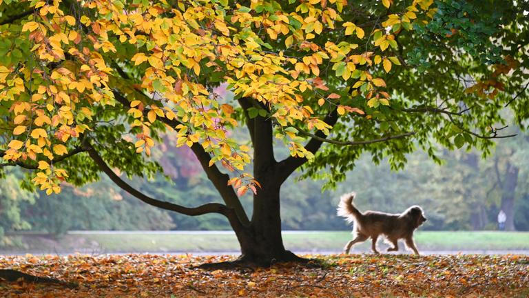 Ein Hund eilt seinem Herrchen (nicht im Bild) unter einem herbstlich verfärbten Baum voraus.