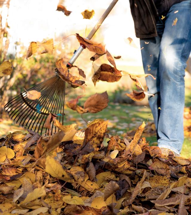 Eine Person recht buntes Herbstlaub im Garten zusammen.