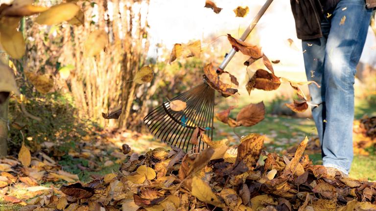 Eine Person recht buntes Herbstlaub im Garten zusammen.