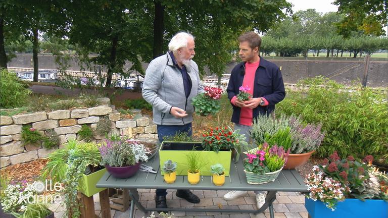 Herbstbepflanzung für den Balkon
