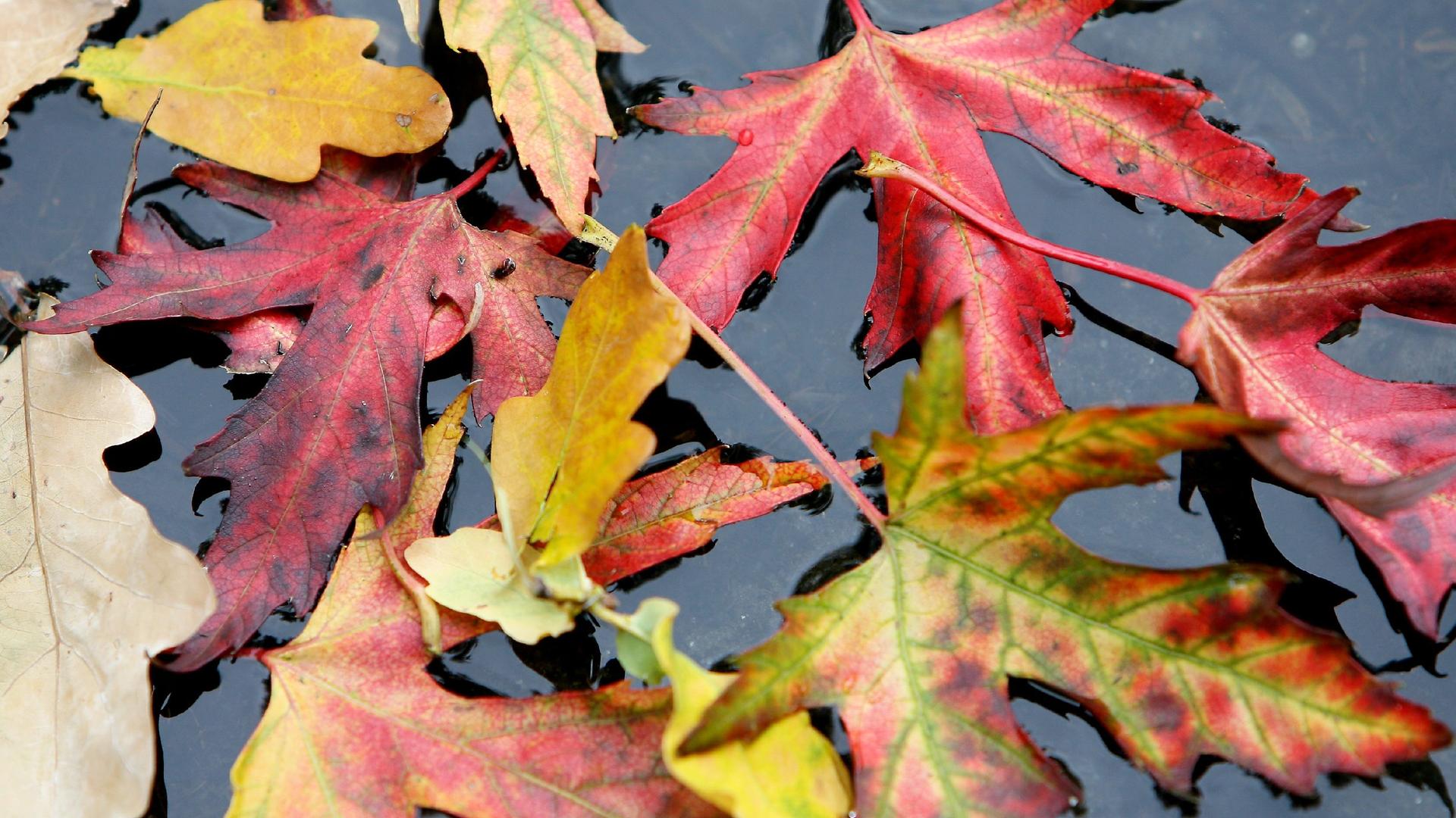 Bunte Herbstblätter in Hamburg, Archivbild