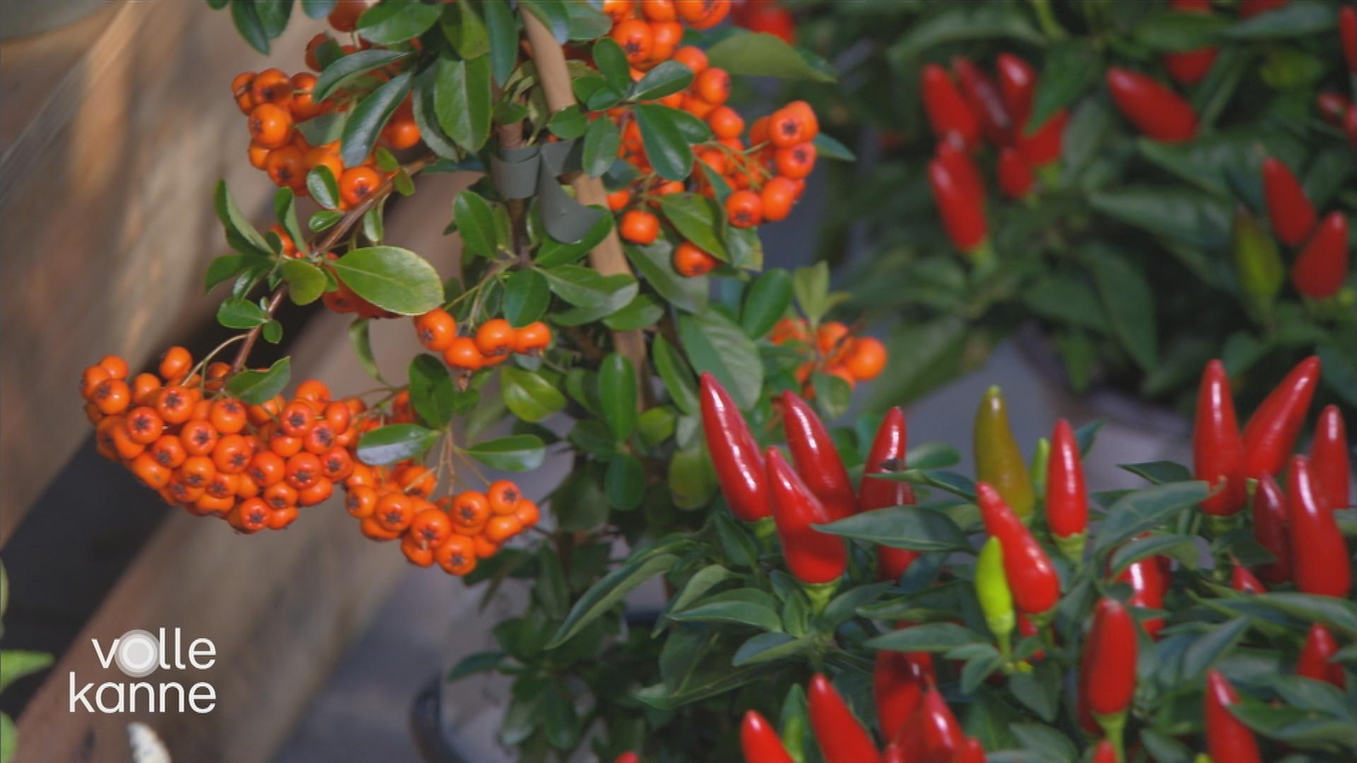 Herbstliche Gestaltungstipps für Balkon und Terrasse