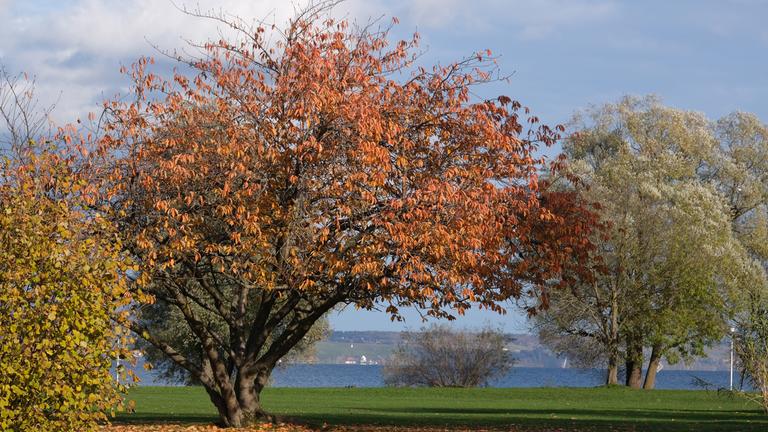 Herbststimmung im Stadtparkvon Kreuzlingen, aufgenommen m 12.11.2019