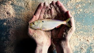 Ein Bonga-Fisch liegt in geöffneten Händen. Sowohl die Tischplatte darunter als auch die Hände sind mit Fischmehl bestreut.