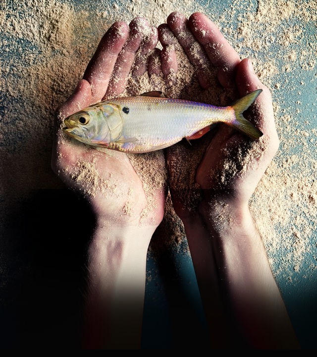 Ein Bonga-Fisch liegt in geöffneten Händen. Sowohl die Tischplatte darunter als auch die Hände sind mit Fischmehl bestreut.