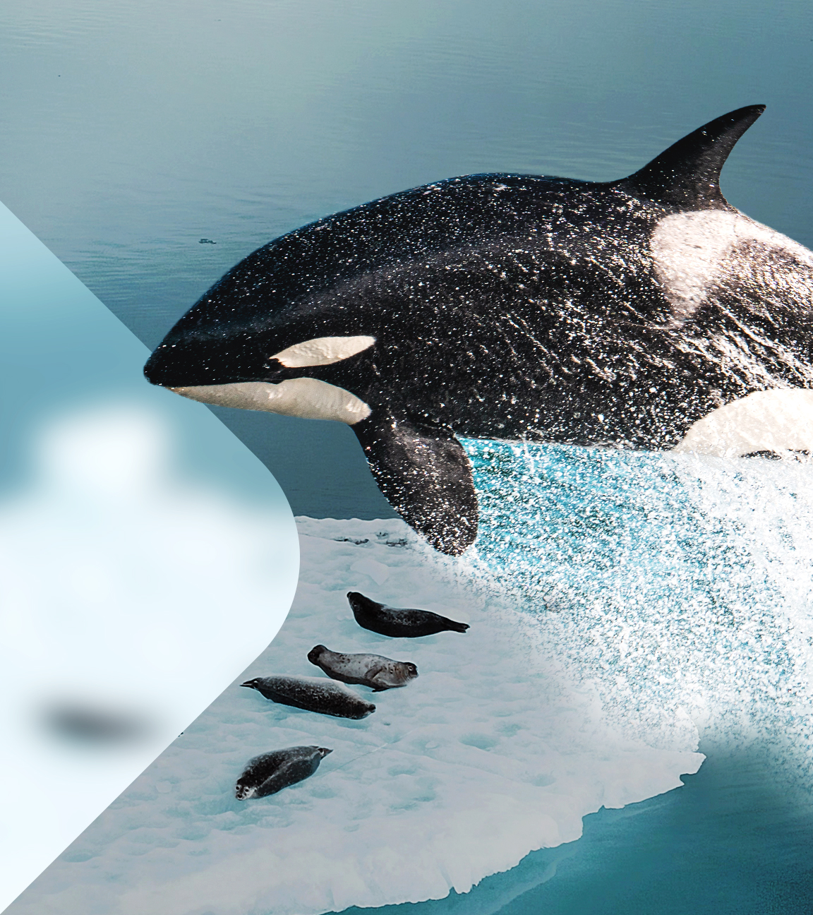 Orca springt über Eisscholle mit Robben (Collage).