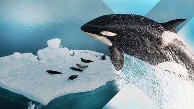 Orca springt über Eisscholle mit Robben (Collage).