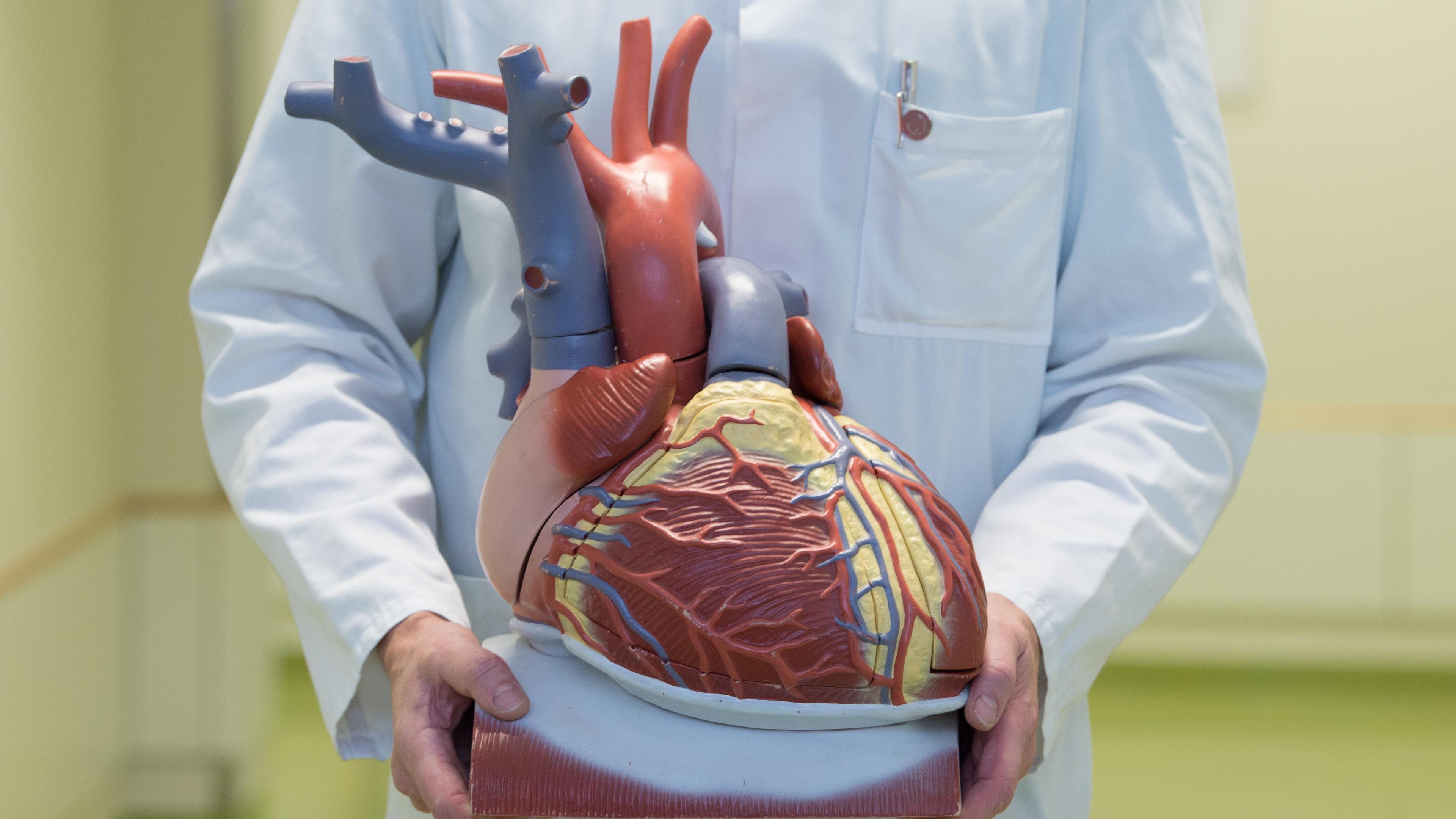 Ein Arzt hält ein anatomisches Modell des menschlichen Herzens.