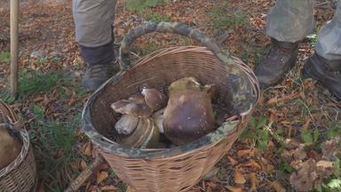 Pilz-Weltmeisterschaft in Italien