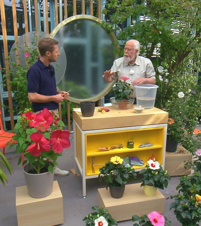 Elmar Mai und Florian Weiss unterhalten sich, um sie herum stehen Hibiskus-Pflanzen