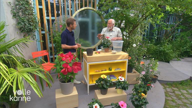 Elmar Mai und Florian Weiss unterhalten sich, um sie herum stehen Hibiskus-Pflanzen