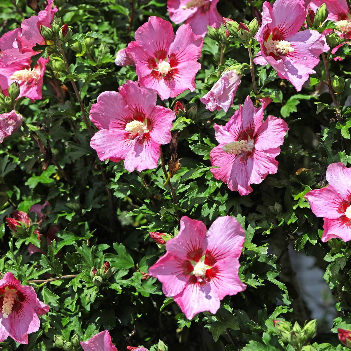 Hibiskus richtig pflegen und schneiden