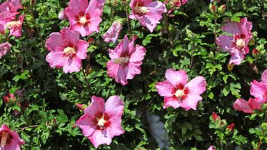 Roseneibisch, auch Hibiskus oder Freilandhibiskus, zur Blütezeit im Sommer