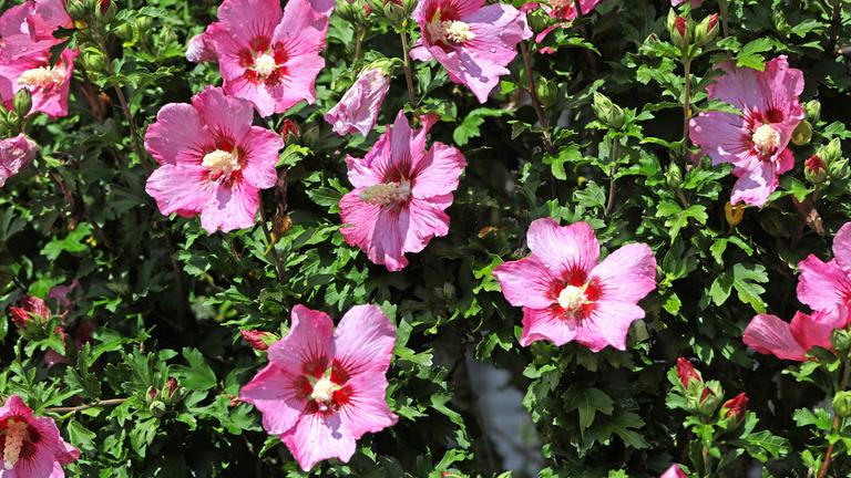Roseneibisch, auch Hibiskus oder Freilandhibiskus, zur Blütezeit im Sommer
