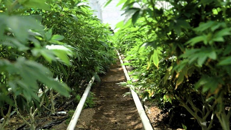 heute in europa: Kiffen für alle