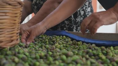 Italien: Kapernernte auf Salina