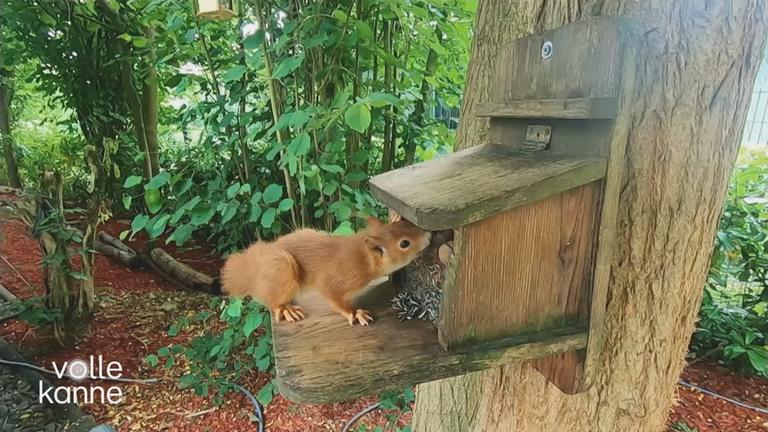 Hilfe für Eichhörnchen im eigenen Garten