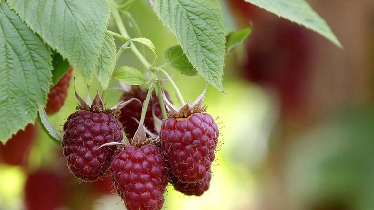 Himbeeren im Garten