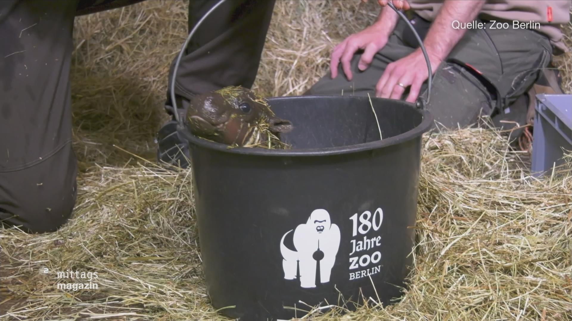 Baby Hippo klettert in einem Eimer herum