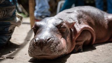 Kolumbien: Mutterloses Hippo-Baby gerettet