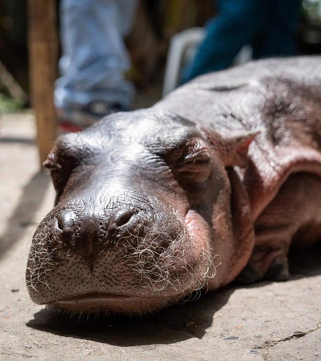 Hippo-Baby