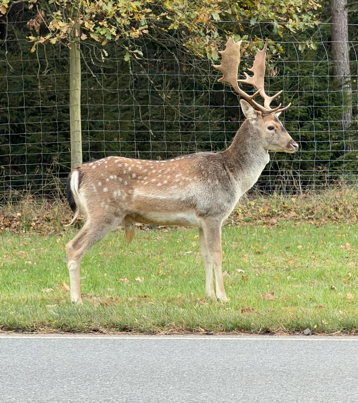 Ein Hirsch steht unweit der Autobahn A7.