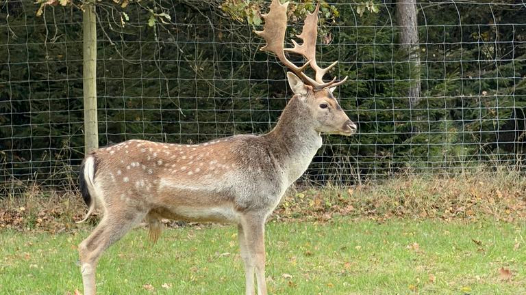 Ein Hirsch steht unweit der Autobahn A7.