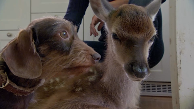 Dackel adoptiert verwaistes Hirschkalb