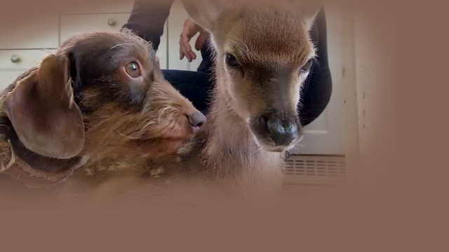 Dackel adoptiert verwaistes Hirschkalb