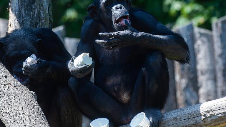 Schimpansen sitzen in ihrem Freigehege und geniessen ein Eis, am 24.07.2019 in Magdeburg.