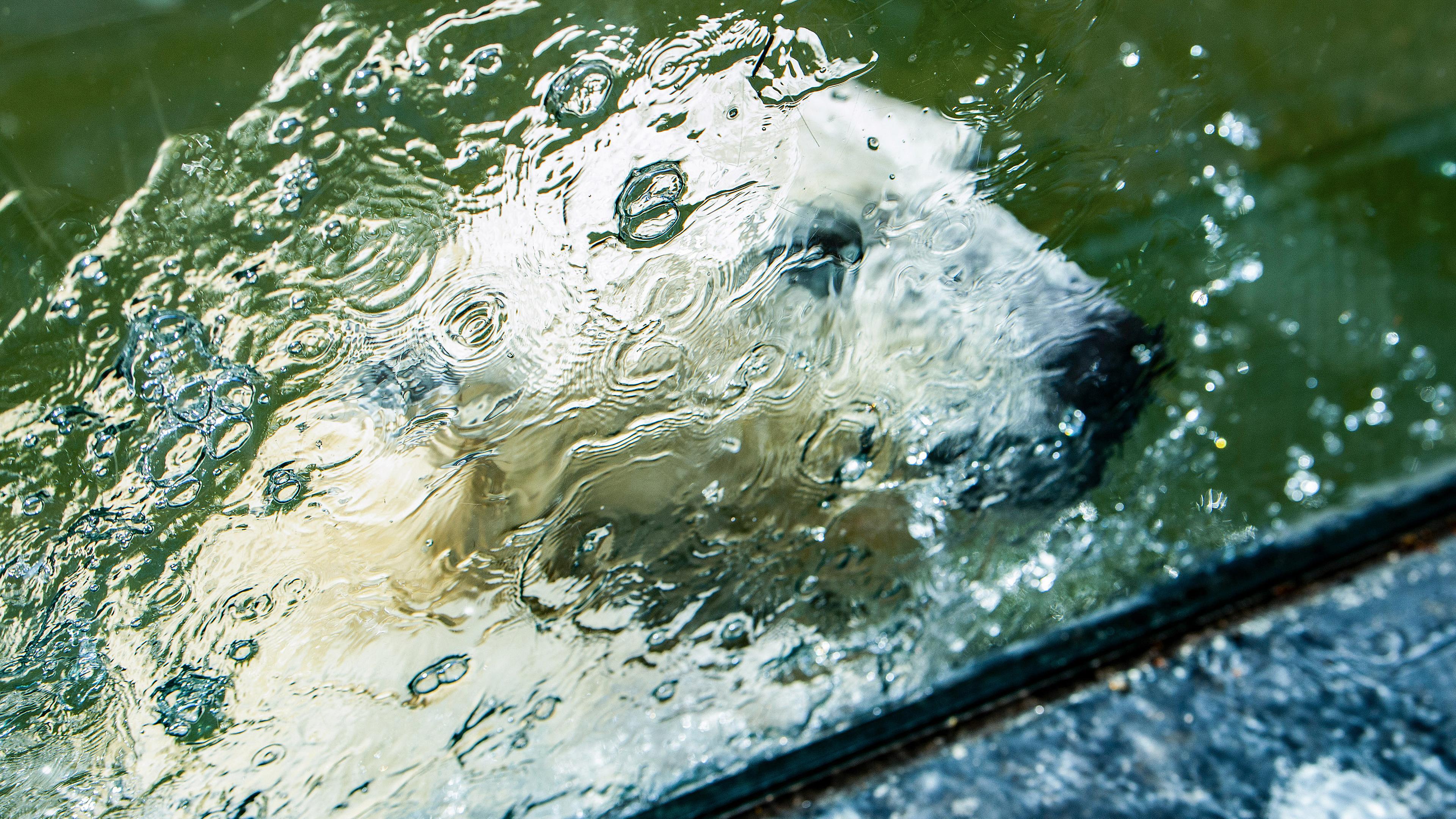 Eisbär-Nachwuchs Hertha taucht hinter einer Glasscheibe im Tierpark unter Wasser, am 24.07.2019 in Berlin