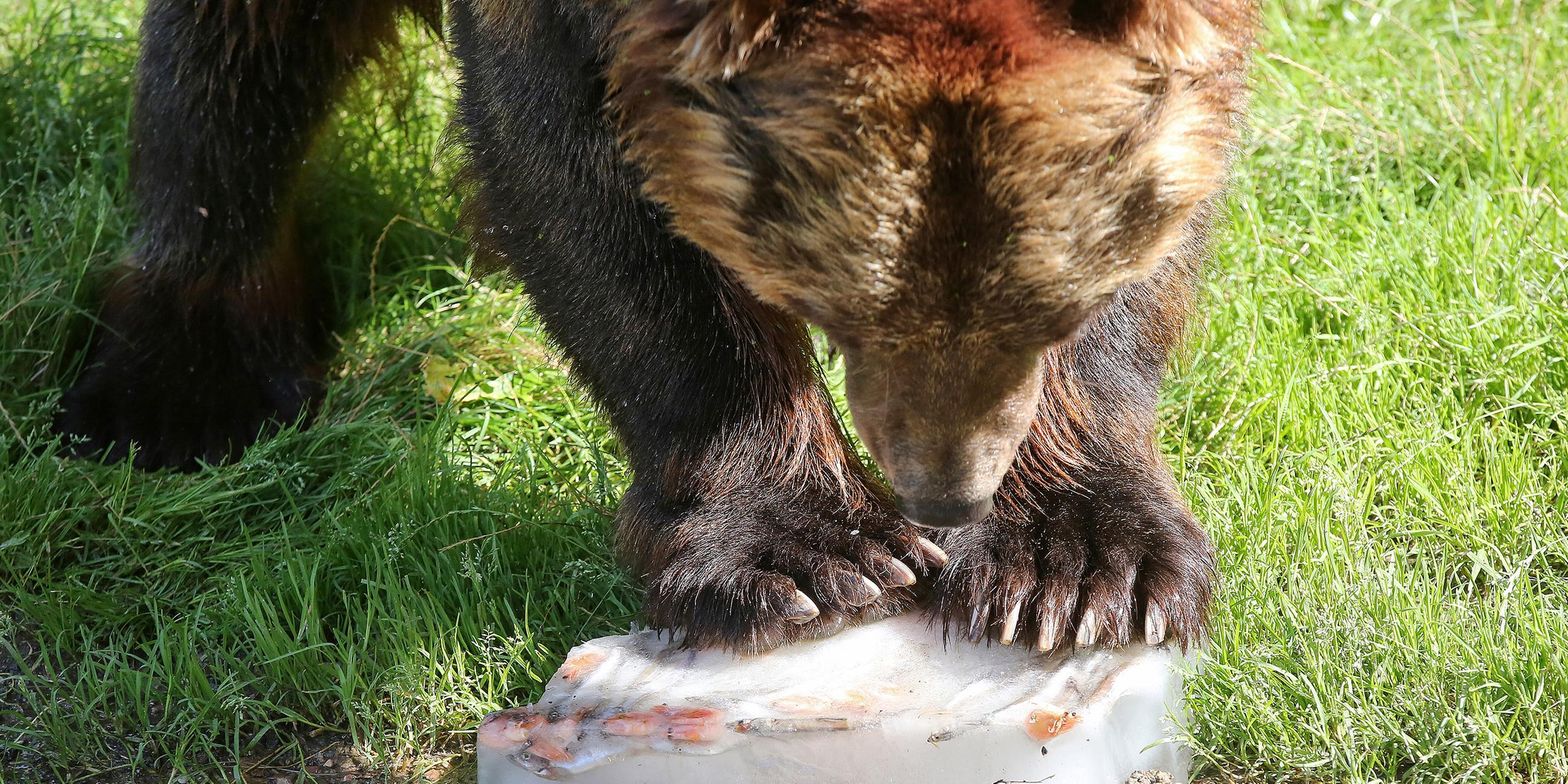 Kamtschatkabär Leonid schleckt bei sommerlichen Temperaturen im Tierpark Hagenbeck an einer mit Fisch gefüllten Eisbombe, am 24.07.2019 in Hamburg