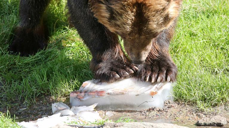Kamtschatkabär Leonid schleckt bei sommerlichen Temperaturen im Tierpark Hagenbeck an einer mit Fisch gefüllten Eisbombe, am 24.07.2019 in Hamburg