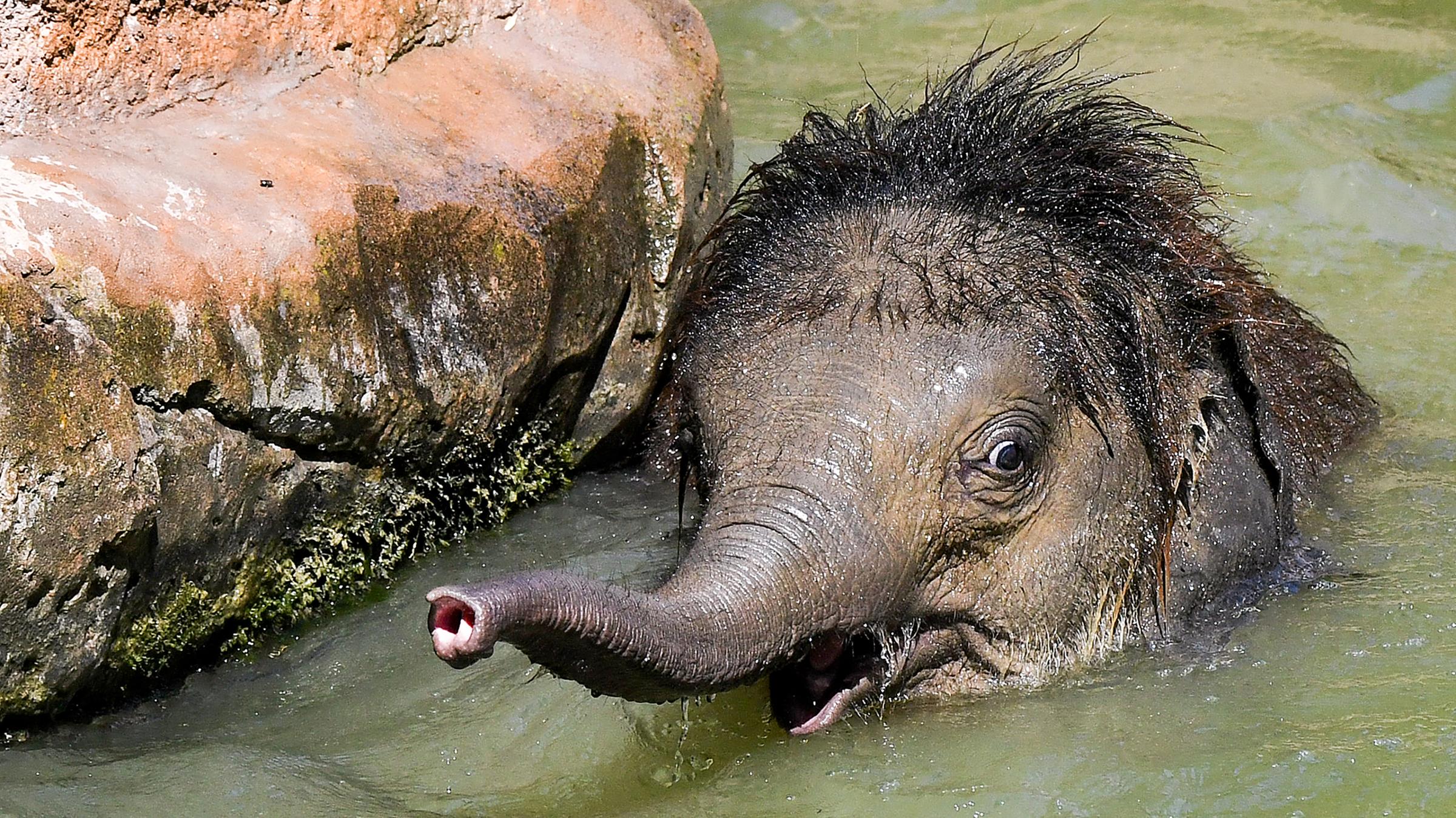 Der kleine Elefantenbulle Ben Long badet im Leipziger Zoo und kühlt sich so bei der sommerlichen Hitze ab, am 24.07.2019 in Leipzig