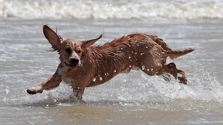 Ein Hund rennt am Strand, aufgenommen am 20.07.2019