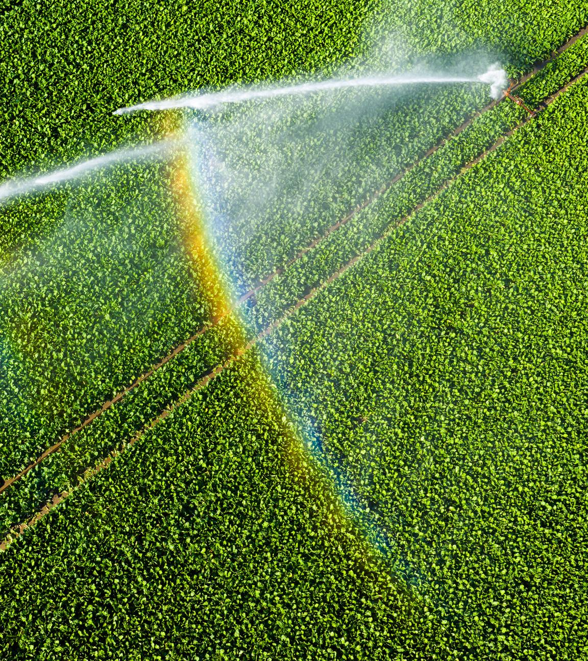 30.06.2025, Niedersachsen, Peine: Ein Wassersprenger bewässert ein Feld im Landkreis Peine (Luftaufnahme mit Drohne).