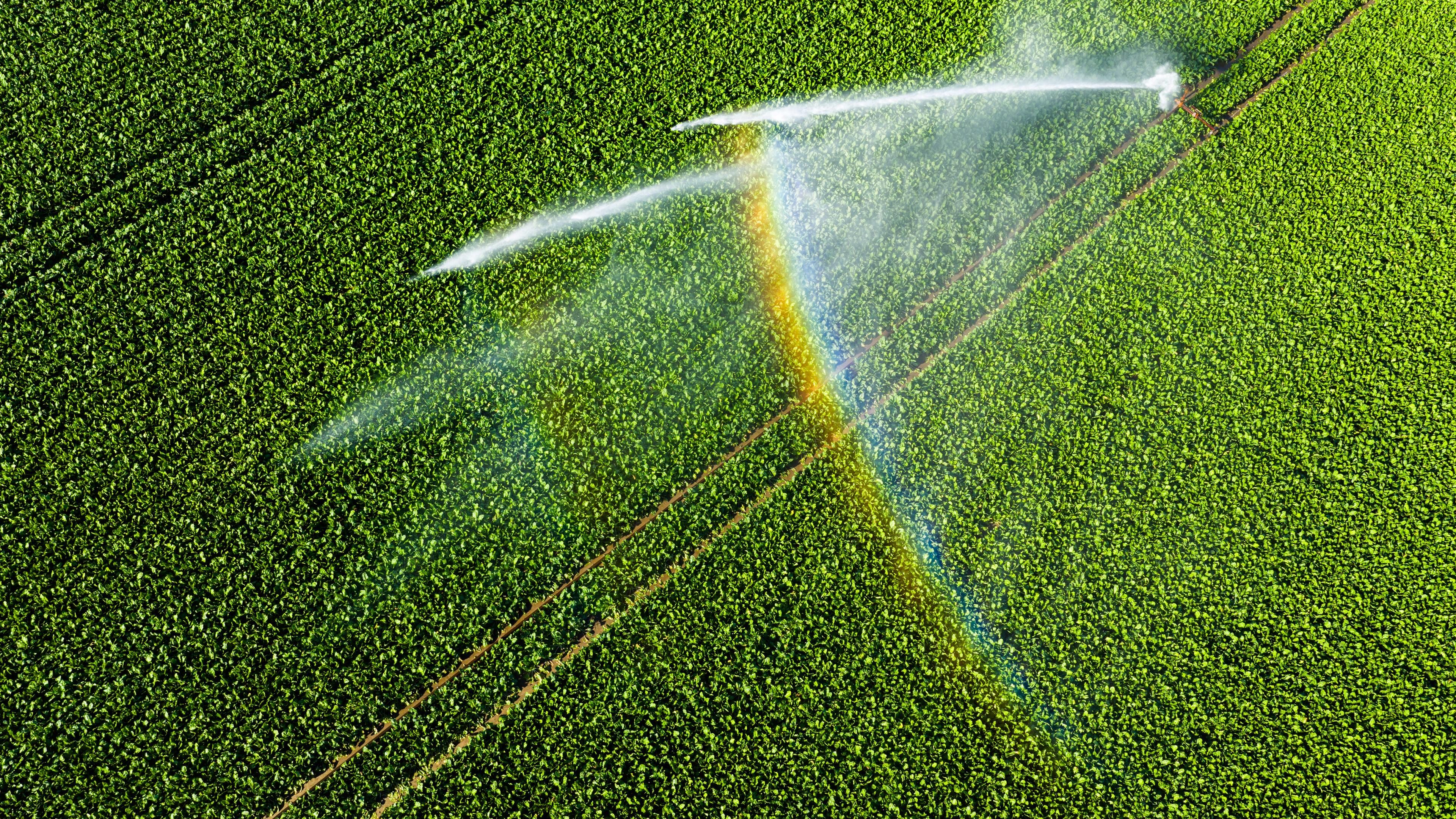 30.06.2025, Niedersachsen, Peine: Ein Wassersprenger bewässert ein Feld im Landkreis Peine (Luftaufnahme mit Drohne).