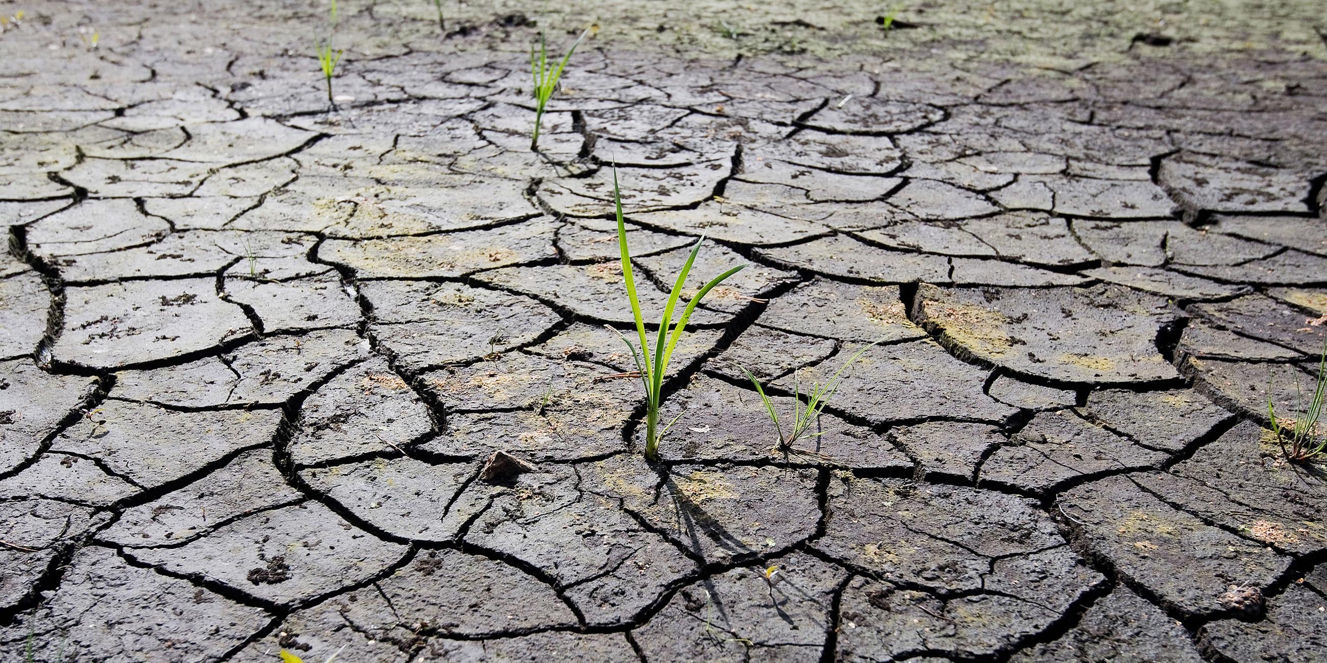 Der ausgetrocknete Würmsee in Niedersachsen, aufgenommen am 24.07.2019