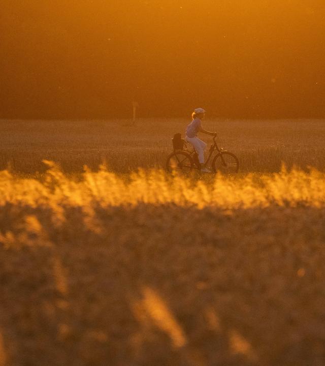 Eine Frau fährt auf einem Fahrrad, während eines Sonnenuntergangs in Frankfurt am Main, an einem Feld entlang.