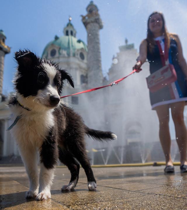 Ein Hundewelpe kühlt sich mit Sprühnebel in der Stadt ab