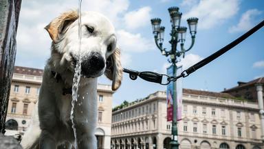 Gerade für Tiere, die nur wenige Schweißdrüsen haben, ist die Abkühlung im Sommer besonders wichtig.