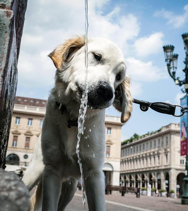 Gerade für Tiere, die nur wenige Schweißdrüsen haben, ist die Abkühlung im Sommer besonders wichtig.