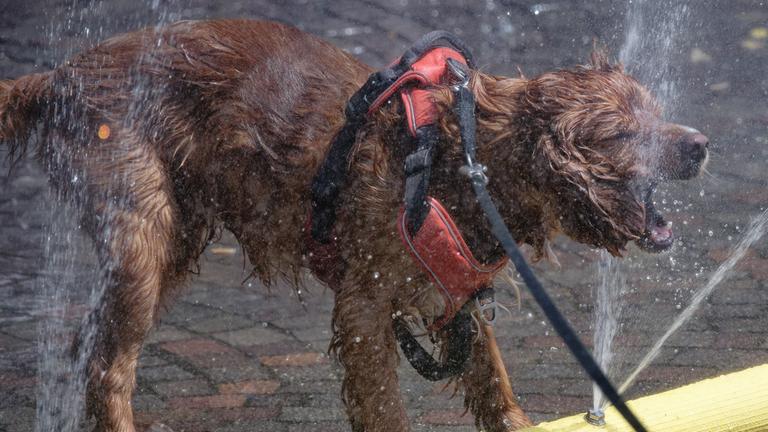 Ein Hund genießt eine Wasserfontäne, die im Rahmen der Hitzeaktion "Cooling Cologne" der Stadt Köln auf dem Rudolfplatz in der Innenstadt installiert wurden, am 26.06.2026.