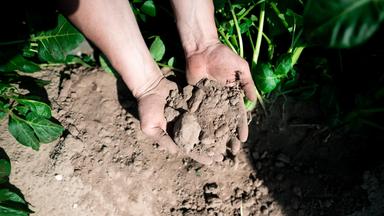 archiv:  Bauer Philipp Maaßen zeigt den trockenen Boden auf einem Feld mit Kartoffeln. 