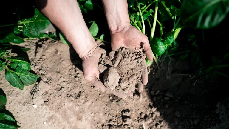 archiv:  Bauer Philipp Maaßen zeigt den trockenen Boden auf einem Feld mit Kartoffeln. 