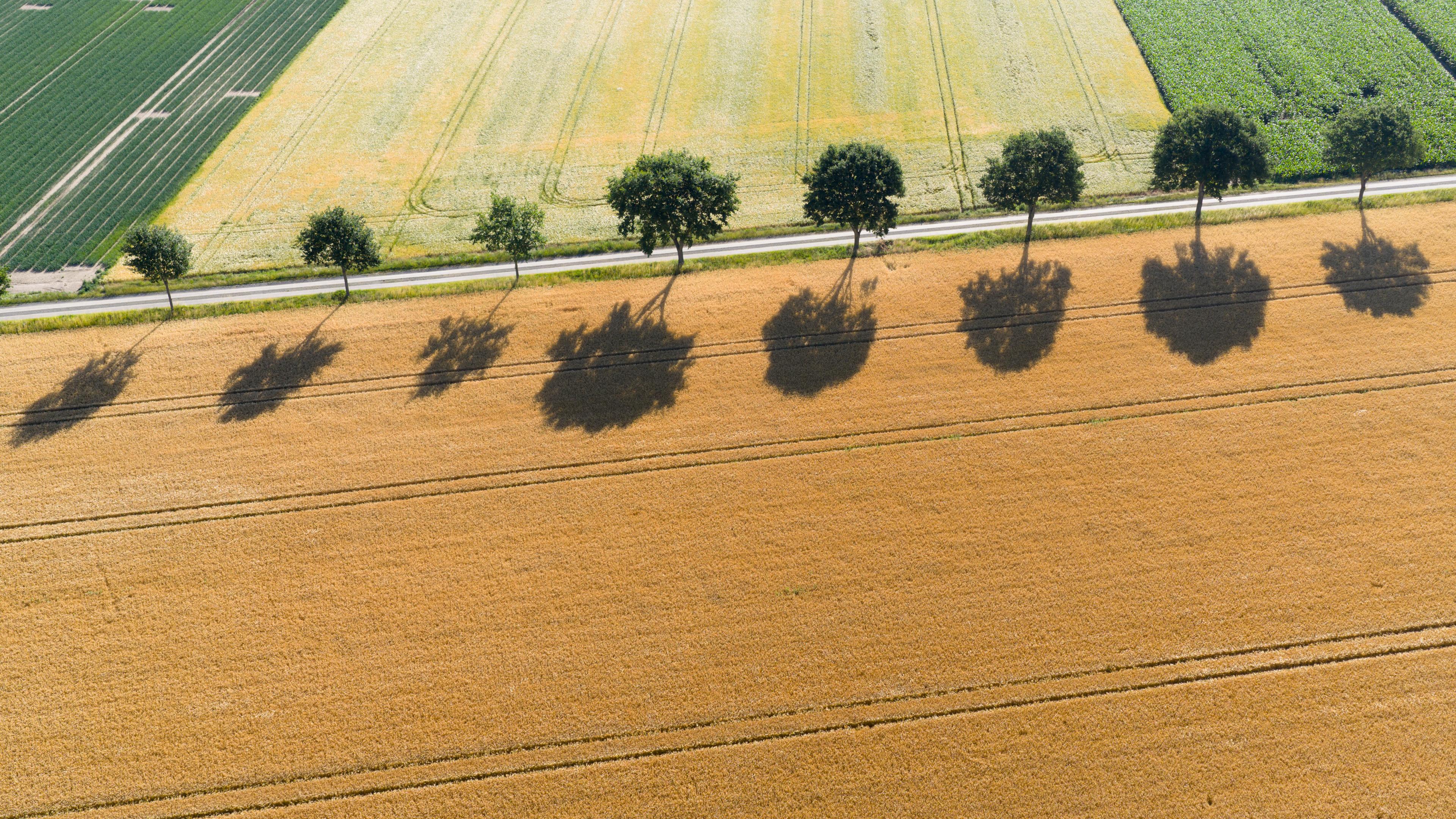 Blick auf trockene Felder im Landkreis Peine