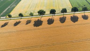 Blick auf trockene Felder im Landkreis Peine